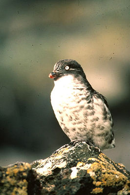 Anão alc (Aethia pusilla)