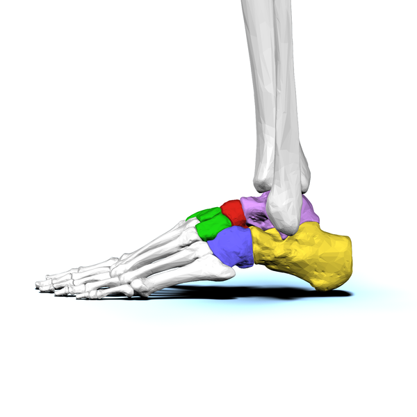 File:Left Tarsal bones03 lateral view.png