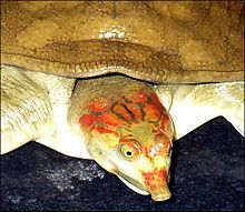 Leith's Softshell Turtle.jpg