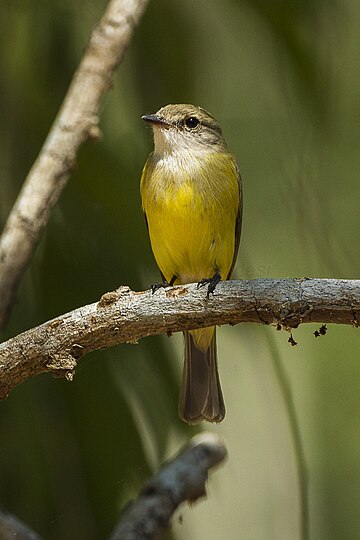 Microeca flavigaster