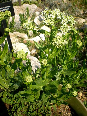 Aetheorhiza bulbosa