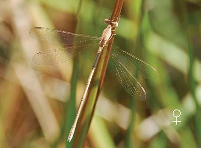 Lestes concinnus (പെൺതുമ്പി)