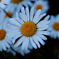 Leucanthemum vulgare (oxeye daisy) - one