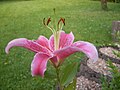 Lilium orientale