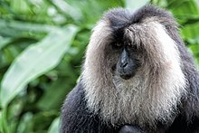 Lion-tailed Macaque, Singapore Zoo (27787086112).jpg