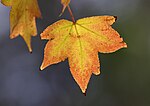 Thumbnail for File:Liquidambar orientalis - Turkish sweetgum 02.jpg