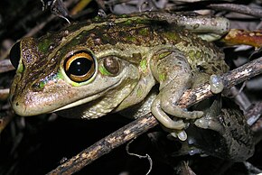 Beskrivelse af Litoria moorei brown.JPG-billede.