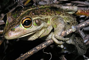 Motorcycle frog (Ranoidea moorei)