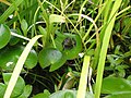 Litoria moorei on lilypad.jpg