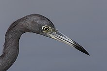 A close up of a little blue heron's head at Lake Apopka, Florida Little Blue Heron Portrait.jpg