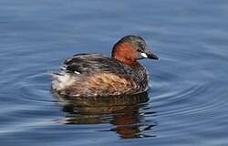 Little Grebe (or Dabchick), Tachbaptus ruficollis, at Marievale, Nature Reserve, Gauteng, South Africa (29429354385).jpg