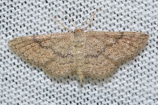 <i>Lobocleta ossularia</i> Species of moth