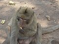 * Nomination Rhesus Macaque monkey eating peanut, Nakhon Sawan, Thailand --Rlevse 23:43, 2 April 2008 (UTC) * Decline Crop, lighting, background. --Lestath 11:15, 3 April 2008 (UTC)