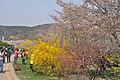 The cherry blossoms come after the yellow winter jasmine.