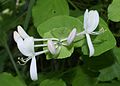 Blomster med sammenvokste blad under blomsterstanden