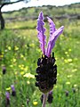 Lavandula stoechas L.