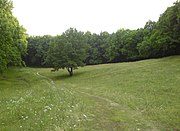 Glade Partizanka (prado de liebre) en el bosque Lyubotinsky