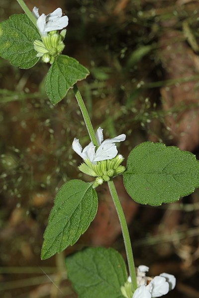 File:Lucus biflora (1).jpg