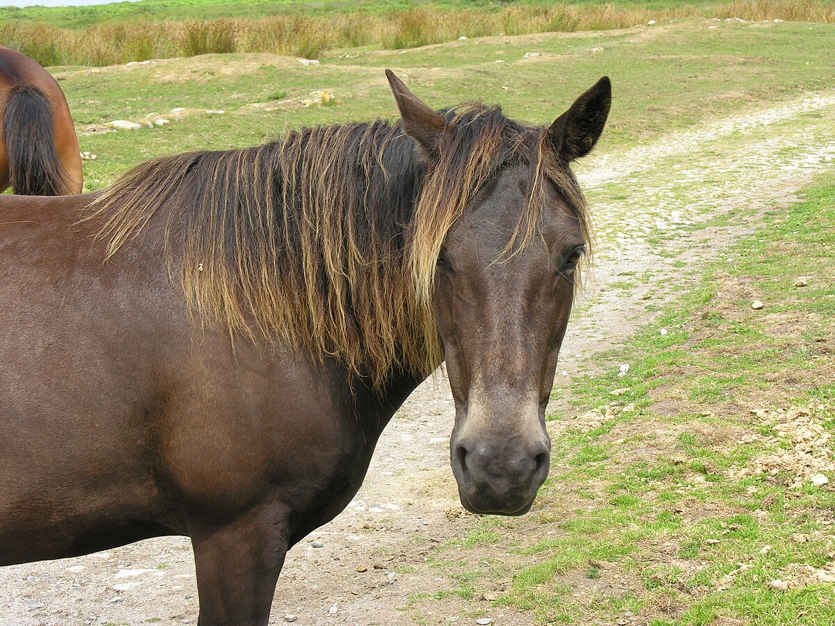 Lundy Pony - Wikipedia