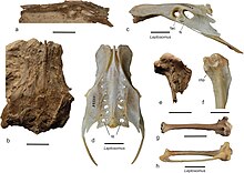 Fossil material of Lutavis compared to bones of the extant Leptosomus Lutavis comparisons.jpg