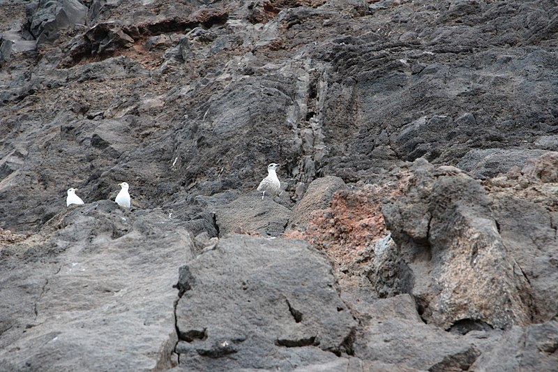 File:Möven in den Felsen am Hafen von Valle Gran Rey, La Gomera.jpg