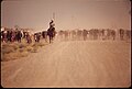 MOVING CATTLE ALONG A HIGHWAY - NARA - 548878.jpg