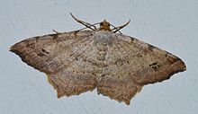 Macaria aequiferaria - Woody Angle Moth (15006031417) .jpg