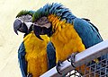 藍黃金剛鸚鵡 （Ara ararauna）