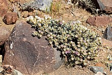 Macledium spinosum in habitat Macledium spinosum02.jpg