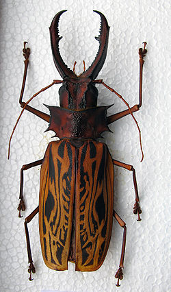 Macrodontia cervicornis tēviņš (155 mm)