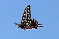 * Nomination Madagascar giant swallowtail (Pharmacophagus antenor), Belalanda --Charlesjsharp 11:34, 30 January 2019 (UTC) * Promotion  Support Good quality. --Ermell 13:15, 30 January 2019 (UTC)