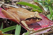 Madagaskar sakrab tushayotgan qurbaqa (Aglyptodactylus madagascariensis) Ranomafana.jpg