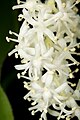 Maianthemum japonicum Tomakomai, Hokkaido, Japan