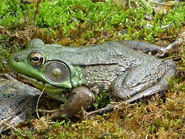 Male Green Frog - Hunterdon County, NJ.jpg