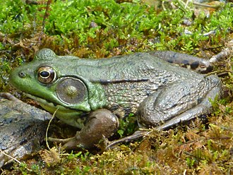 Green frog Lithobates clamitans unexpectedly grows faster in montane populations Male Green Frog - Hunterdon County, NJ.jpg