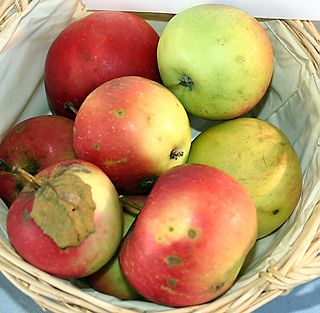 Jonathan (apple) apple cultivar