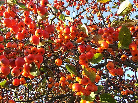 Malus - Wikipedia