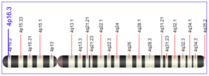 Figure 1: Map of Chromosome 4 Map of Chromosome 4.png