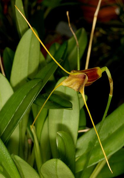 File:Masdevallia × ligiae Orchi 6021.jpg