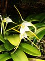 Masdevallia attenuata habitus