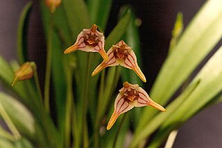 <i>Masdevallia striatella</i> Species of orchid