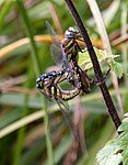 Mating Dragonflies 3 (3925700589).jpg