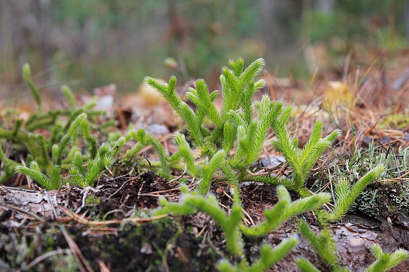 File:Mattlummer Lycopodium clavatum 4.jpg