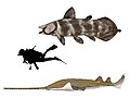 Mawsonia (Axelrodichthys) and Onchopristis.jpg