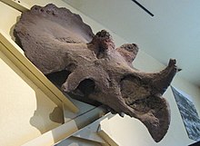 Triceratops skull at Dinosaur Journey Museum, Fruita