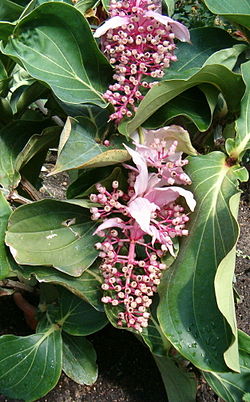 Rosendrue (M. magnifica)