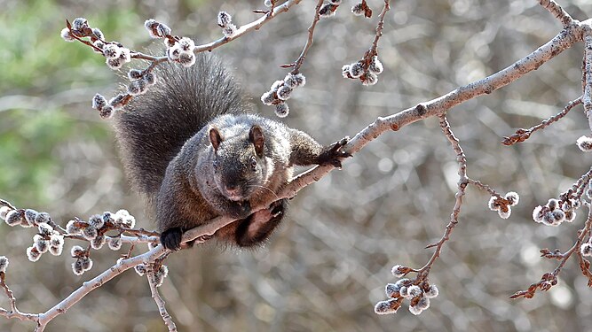 Melanistic Eastern Gray Squirrel (Sciurus carolinensis)