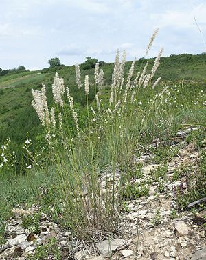 Eyelash pearl grass (Melica ciliata)