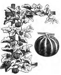Melon Dudaïm Vilmorin-Andrieux 1883.png