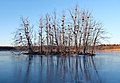 * Nomination First great cormorant nesting colony in a lake in Finland. --Kallerna 06:30, 31 December 2021 (UTC) * Promotion  Support Good quality. --XRay 06:56, 31 December 2021 (UTC)